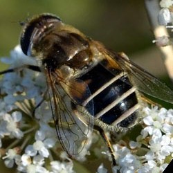 Eristalis arbustorum